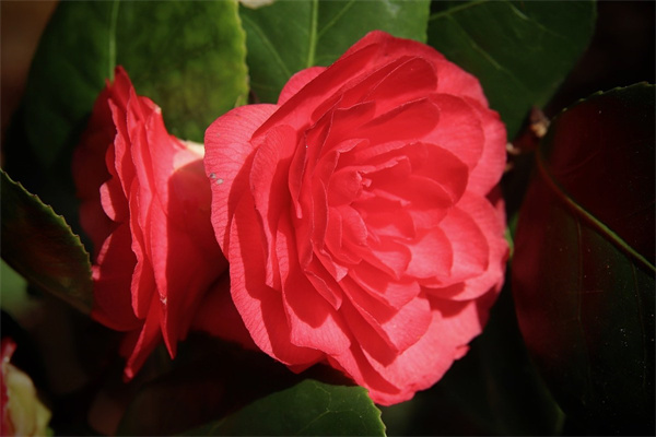 鮮花道歉送什么花(鮮花道歉送什么花比較好)