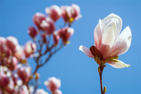 產(chǎn)婦送什么花(產(chǎn)婦送什么花比較好女性)