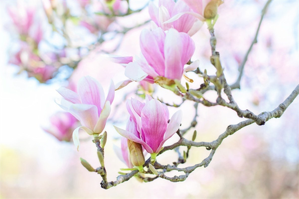 生日送給自己的花送什么好(生日送給自己的花送什么好一點)