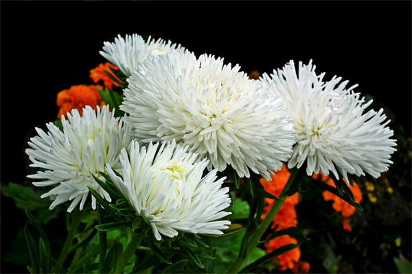 玫瑰花玉林(玫瑰花醬)
