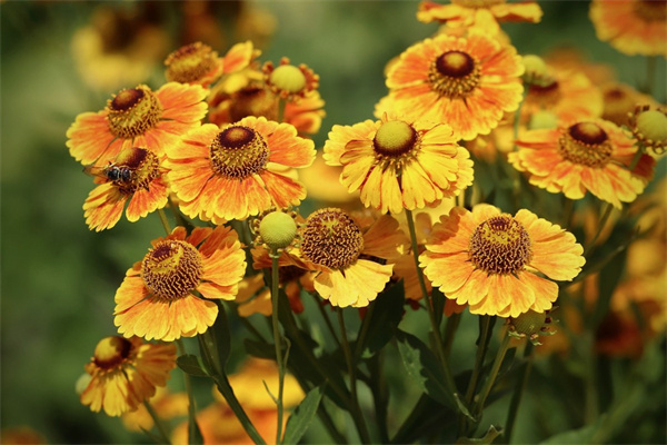 6月開的花有哪些(6月開的花有哪些種類)