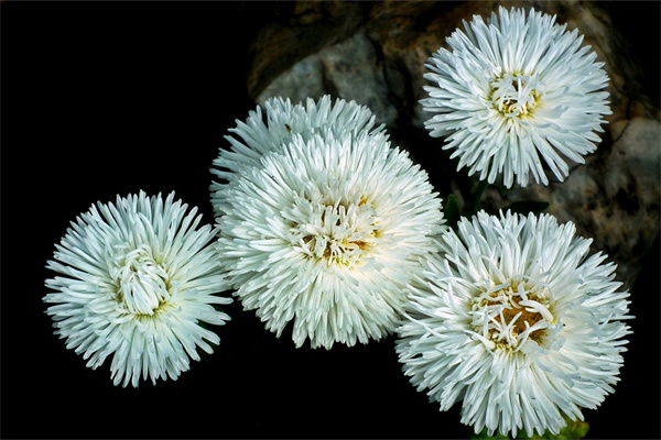 愛自己的花語是什么花(花語大全 各種花的花語)