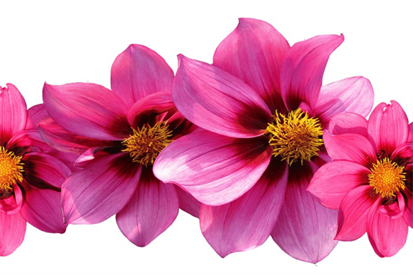 冬季花卉怎么養(yǎng)護(hù)(冬季花卉怎么管理)