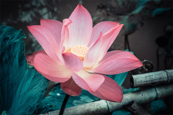 冬天的玫瑰花是什么樣的(冬天的玫瑰花怎樣寫說說)