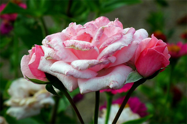 屬狗的人養(yǎng)什么花最好(屬狗的人養(yǎng)什么花最好吉利)