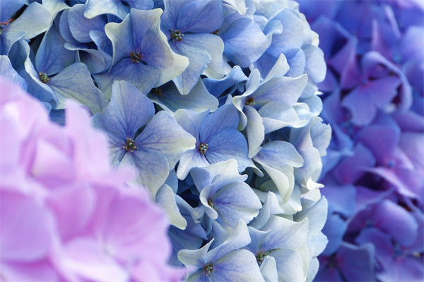 月季花抗寒品種(耐寒月季花)