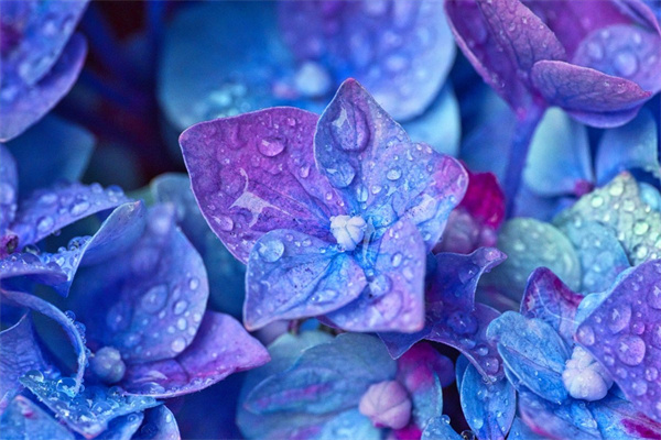 又高又深的花盆適合種什么花(客廳最旺宅的大型植物)