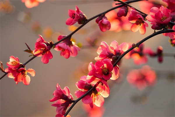紅掌花可以放客廳嗎(紅掌花能不能放房間里)