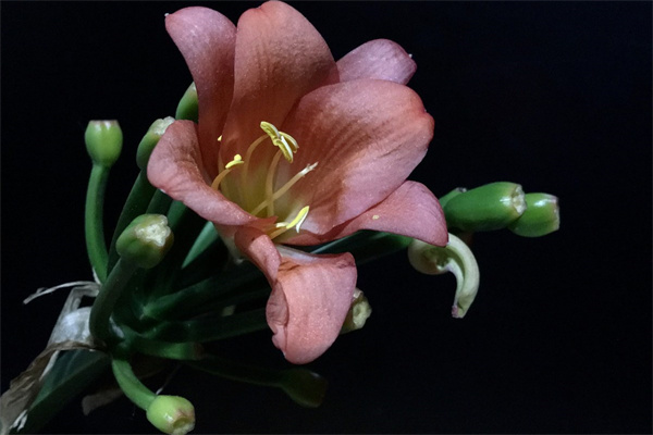 北京最大的花卉種植基地(北京花卉種植批發基地)