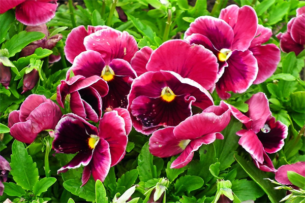 比非洲菊更好養的鮮花(非洲菊花好養嗎)