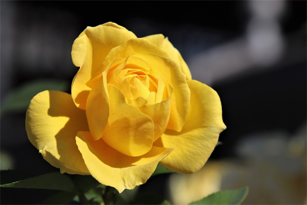 紫色的花是什么花(一片紫色的花是什么花)