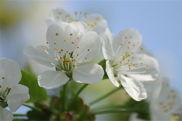 蝴蝶蘭花凋謝后怎么養(yǎng)(蝴蝶蘭花期后養(yǎng)護知識)
