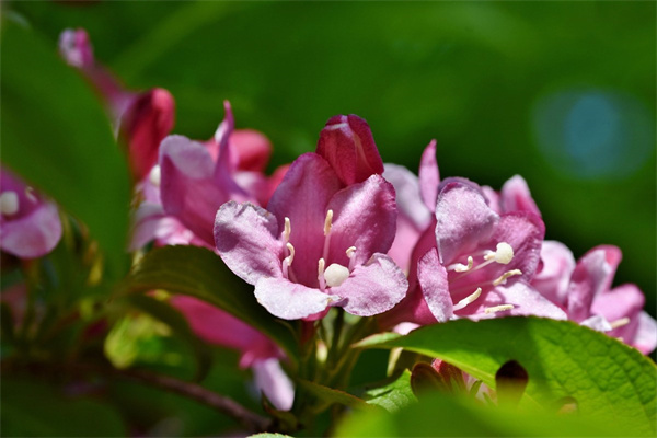 四季開花好養(yǎng)的花(室內(nèi)四季開花好養(yǎng)的花)