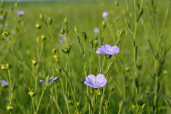 花束紙?jiān)谀睦镔I(花束紙?jiān)谀睦镔I比較好)