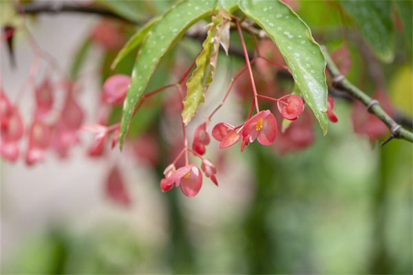 花草在哪里批發(fā)市場(花草在哪里批發(fā)市場最便宜)