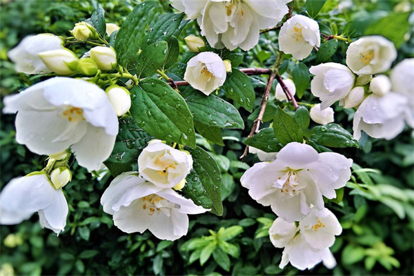 桂花適合室內(nèi)養(yǎng)嗎(桂花適合在室內(nèi)養(yǎng)嗎風(fēng)水)