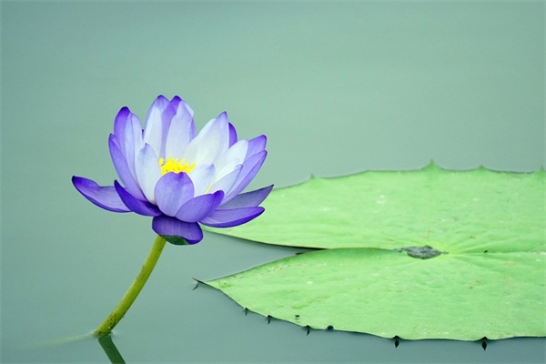 情人節鮮花如何包裝(情人節鮮花包裝紙什么顏色好看圖片)