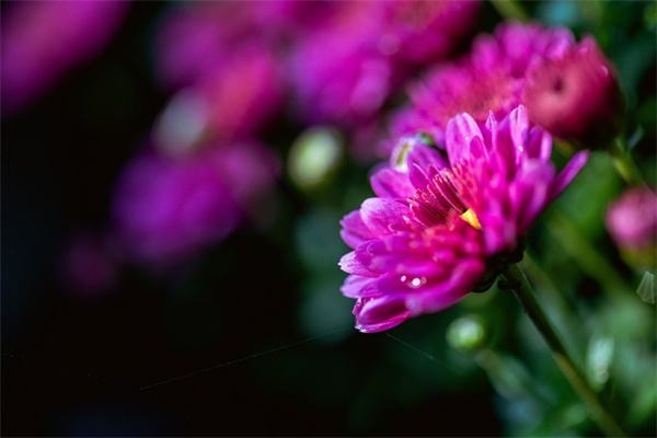 有錢花的花束多少錢(有錢花的花束多少錢合適)