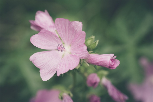 10月有哪些花開花(10月有什么花開的季節)