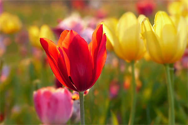花圈上的鮮花(花圈的鮮花種植)