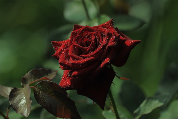 百合花是百合嗎(百合花是花嗎)