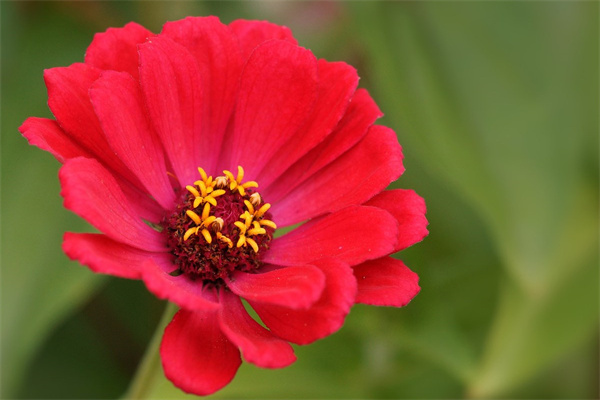 炮仗花如何養殖(炮仗花種植方法和注意事項)