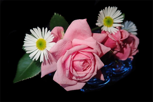 冬天戶外開的花有哪些(冬天戶外開花的花卉)