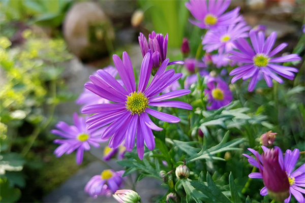 比較高級的花(比較高級的花香)