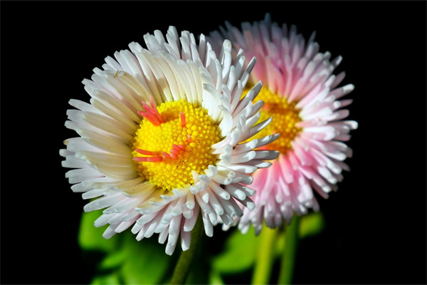 鮮花快遞(鮮花快遞怎么打包)