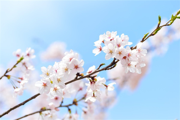 超輕粘土百合花教程(超輕粘土百合花教程簡單)
