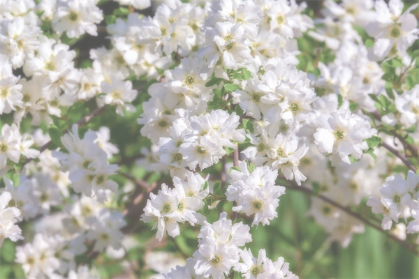 芍藥可以栽花盆嗎 芍藥能種在花盆里嗎