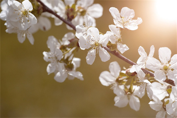 適合室內(nèi)養(yǎng)的植物綠植(適合室內(nèi)養(yǎng)的植物綠植)