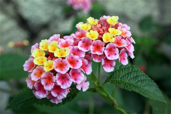 玉蘭樹的寓意和風水關系(白玉蘭花樹的風水禁忌)