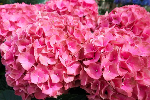 鶴崗鮮花批發市場(鶴崗鮮花批發市場在哪里)