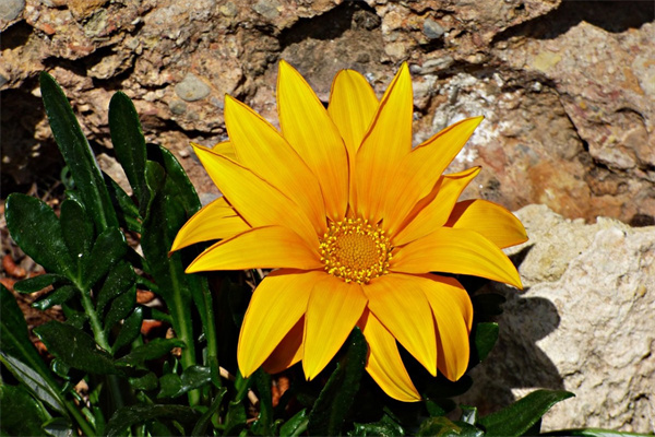 花朵開(kāi)放的四字詞語(yǔ)(花朵開(kāi)放的四字詞語(yǔ)有哪些)