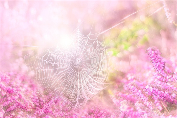 給女上司送花(送花給女領導)