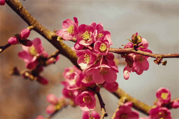 長壽花的養(yǎng)殖方法和溫度是多少(有關(guān)長壽花養(yǎng)護及注意事項)