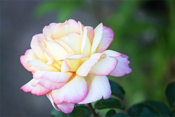 秋季適宜種什么花(秋季適宜種什么花盆栽)