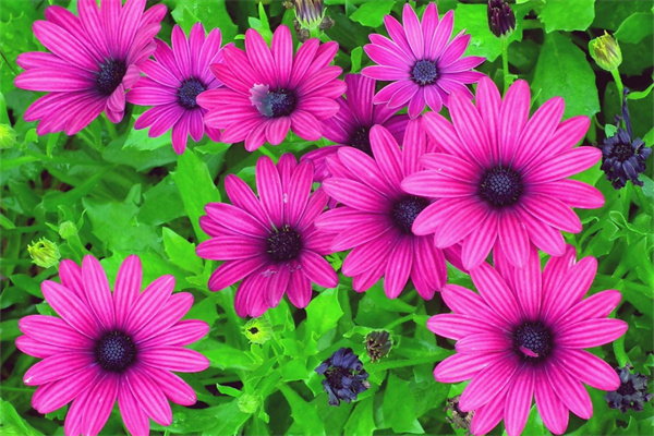 佛前供花是什么花(佛前供花供什么花最好)