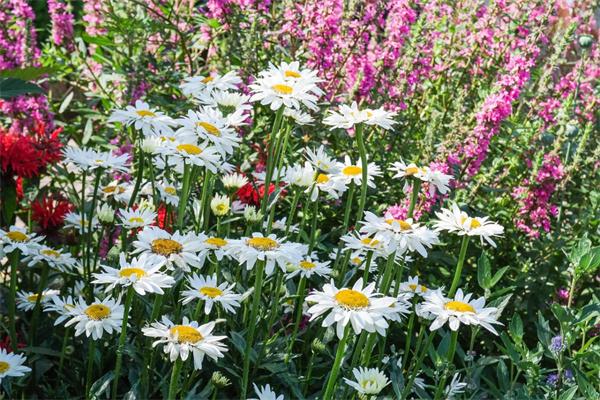 慶典鮮花花籃(慶典鮮花花籃怎么做)