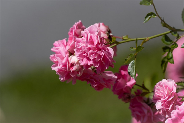 十四朵玫瑰花的花語(十四朵玫瑰花什么意思)