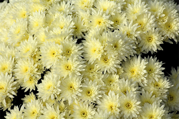 四季常青好養(yǎng)的花(四季常青好養(yǎng)的花品種)