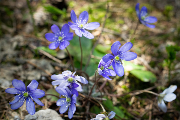 鮮花如何養(yǎng)得時(shí)間長(zhǎng)(鮮花怎么養(yǎng)花期更長(zhǎng))