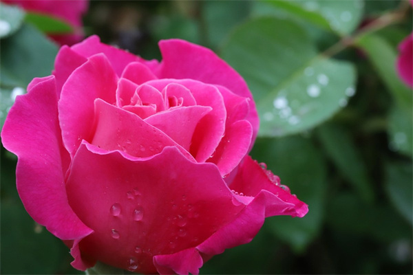 月經(jīng)能喝玫瑰花(月經(jīng)能喝玫瑰花枸杞茶嗎)