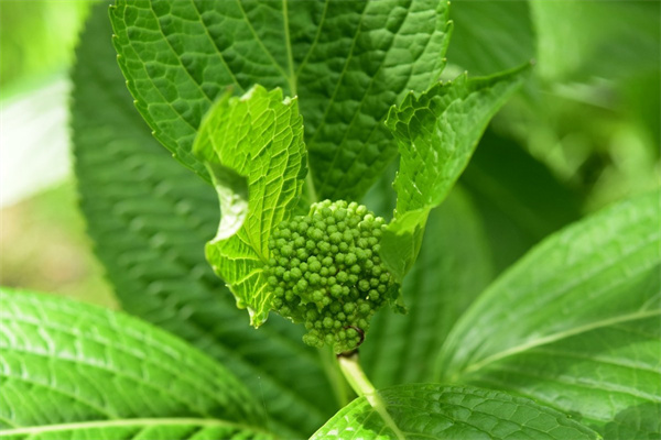 玫瑰花種院子里好嗎(玫瑰花種院子里好嗎風水好嗎)