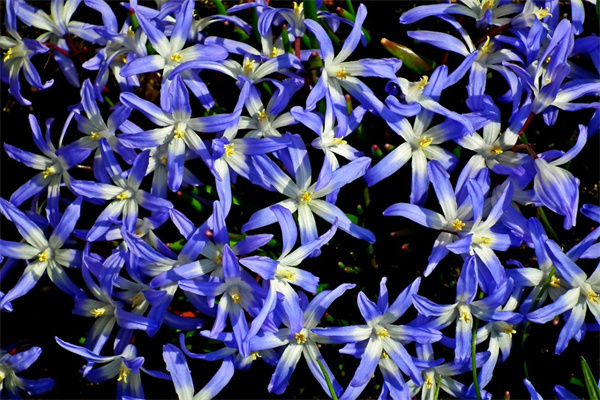 茶花的花語(yǔ)是什么（茶花寓意及代表意義）