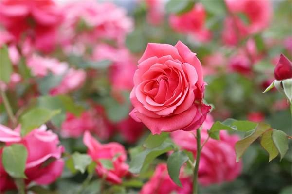 室內花卉什么好(室內花什么花最好養)