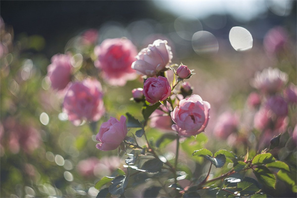 怎么儲(chǔ)存鮮花(怎么存放鮮花)