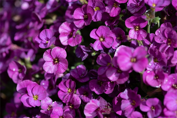 表達(dá)母愛(ài)的花(表達(dá)母愛(ài)的花圖片大全)