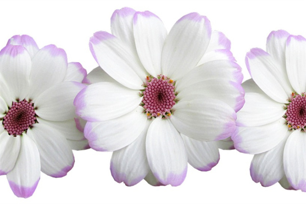 折紙玫瑰束(折紙玫瑰花花束)